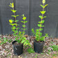 Hypericum Plant - 1/2 gal pot