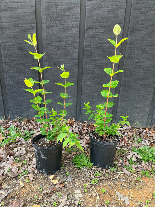Hypericum Plant - 1/2 gal pot