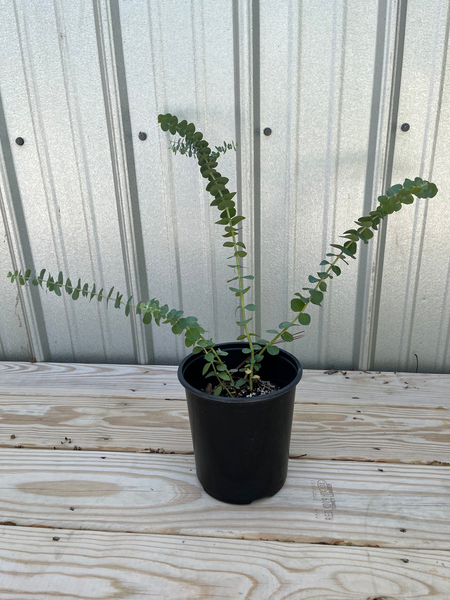 Eucalyptus - Baby Blue Plant - 1/2 gal pot