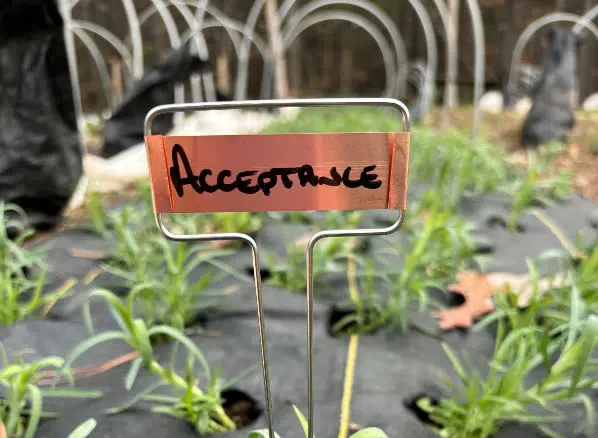 A metal plant marker labeled ACCEPTANCE stands among young green plants growing in a garden bed covered with black landscape fabric. Curved white supports and blurred plants are visible in the background.