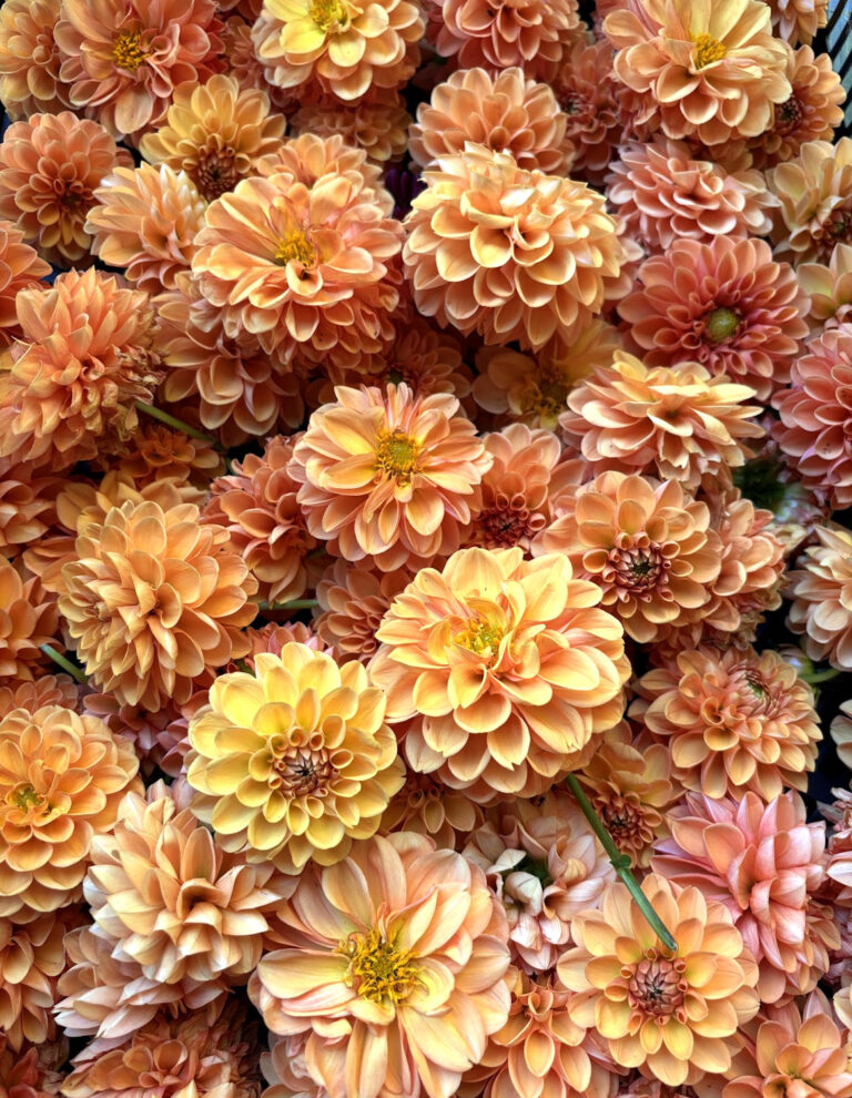 A dense cluster of orange and yellow dahlias with layered petals, creating a vibrant and textured floral pattern. The flowers vary slightly in shades and sizes, filling the entire frame.