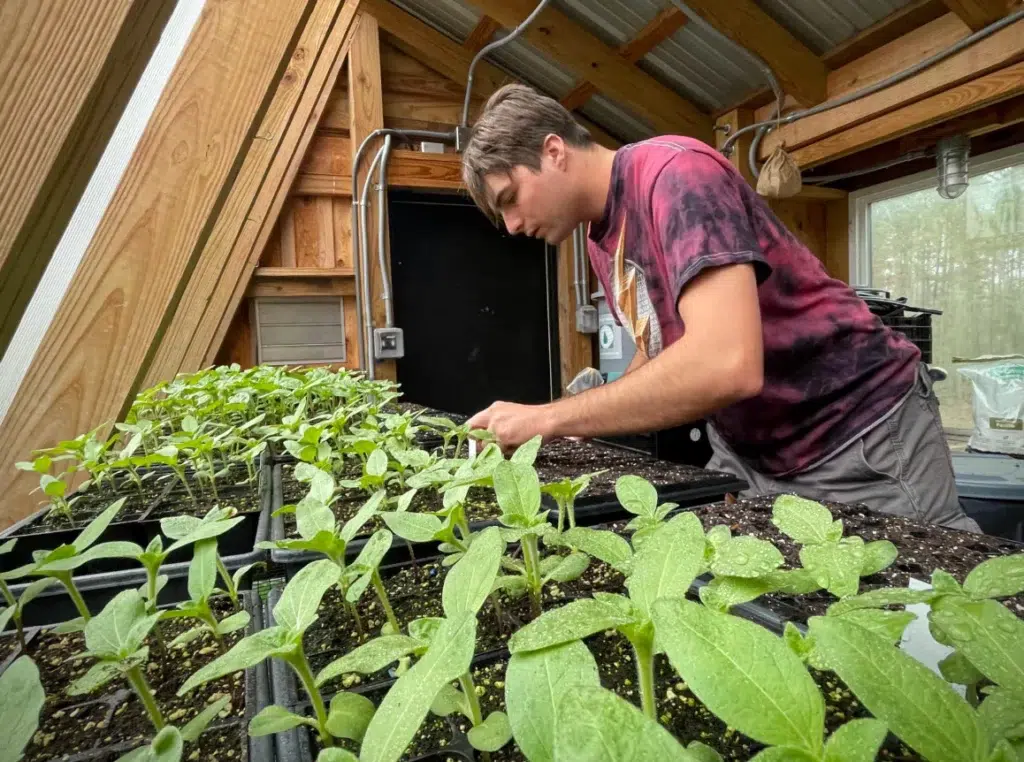 A person wearing a tie-dye shirt tends to young seedlings growing in trays inside a wooden greenhouse with natural light streaming in.