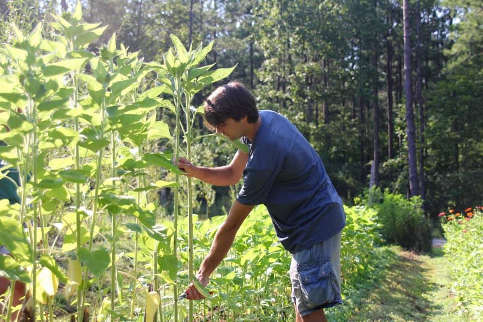 A person in a blue shirt and shorts examines tall green plants in a sunlit garden, surrounded by lush greenery and trees in the background.