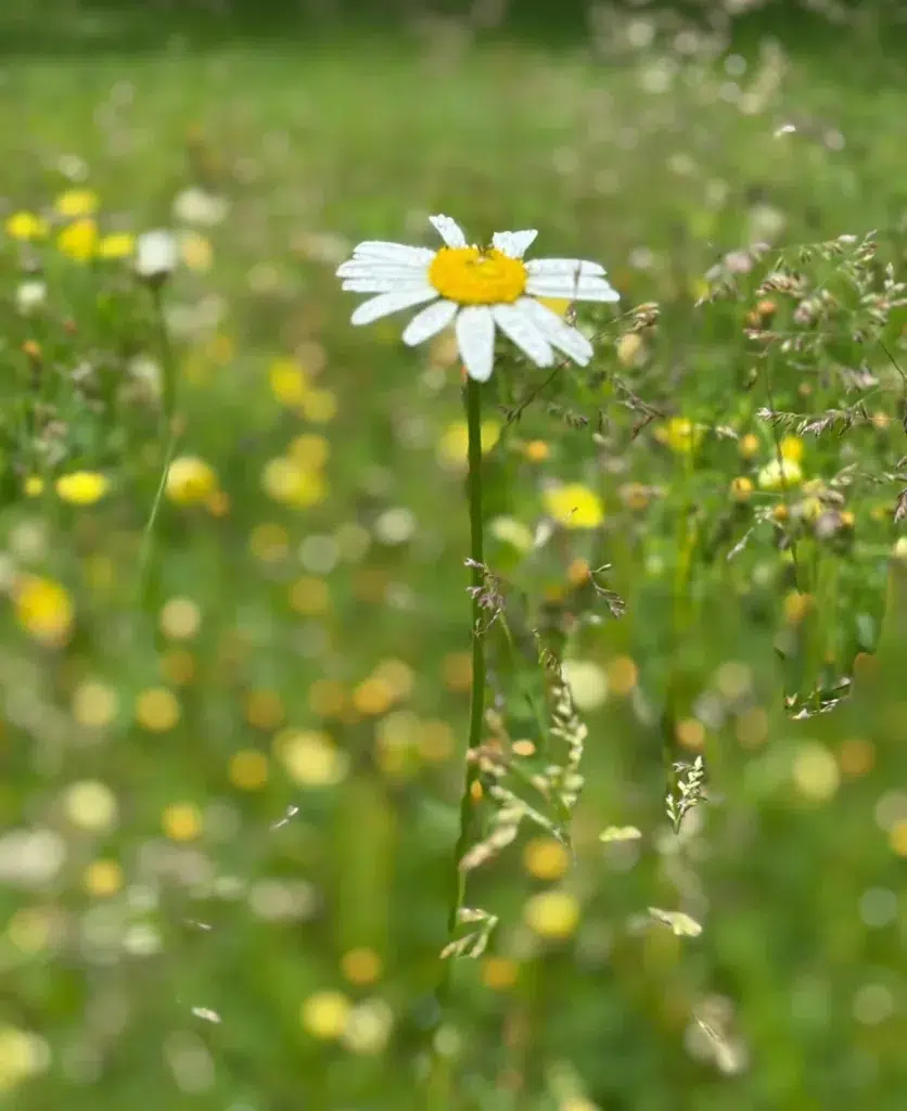 A single white daisy with a yellow center stands tall in a blurry green meadow filled with small yellow and white wildflowers, with grass and plants surrounding it.